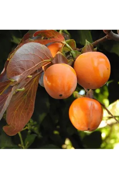 Хурма Голден Квин – экзотическое растение для украинского сада